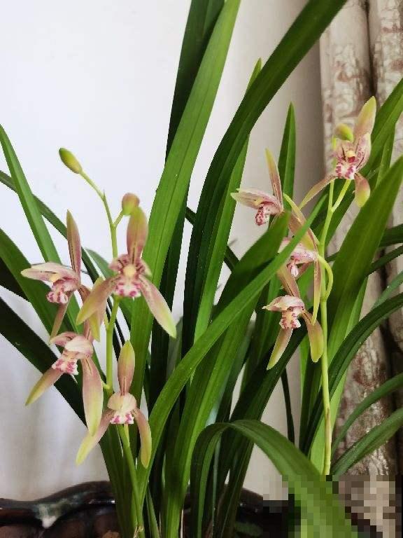 兰花没那么难养，别被吓住了，正常养护就行