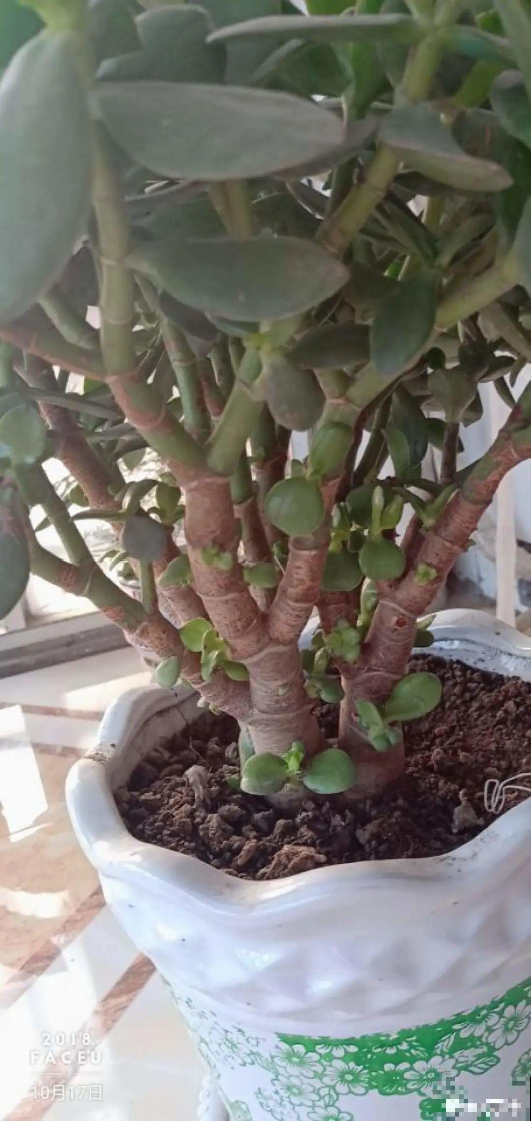 秋凉容易生虫子，月季招来害虫，必须赶紧换盆