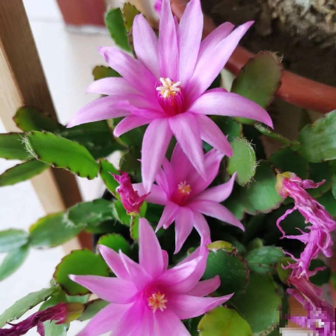 看图猜花名，100道题，测你的养花天分！