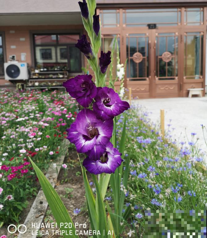 有些花名字叫兰，其实跟兰花没一毛钱关系，别搞错了！