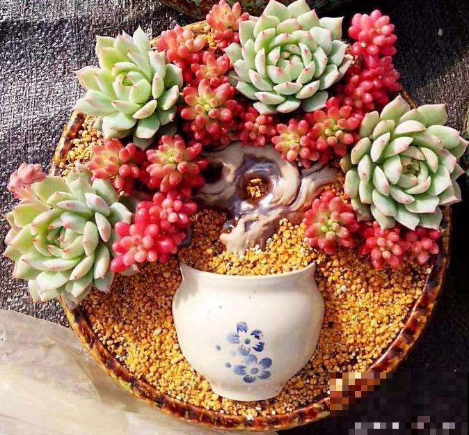 养花人,认识这4个字,就能解决黄叶和烂根问题! 养花人,认识这4个字,就能解决黄叶和烂根问题!