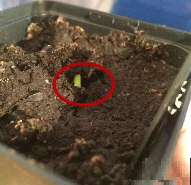 秋天养这4种菜，长得快、结果多，一茬茬吃不完！