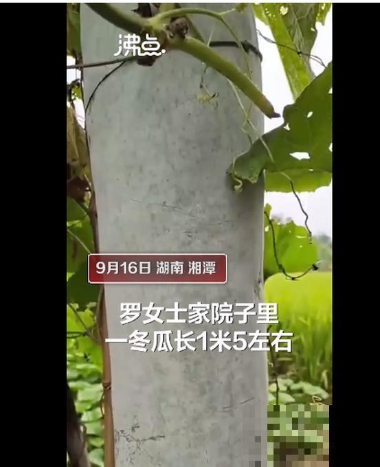 农村大姐，种出1.5米大冬瓜，我看谁还敢说矮！