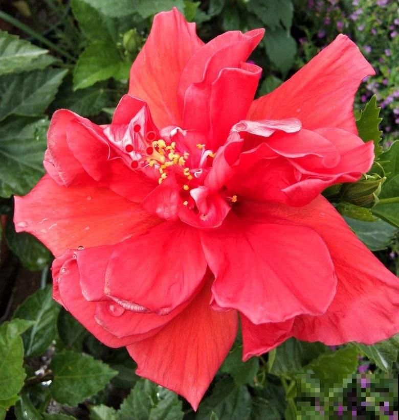 扶桑花吃了名字亏,还是叫朱槿好听,开花鲜艳花期还长 扶桑花吃了名字亏,还是叫朱槿好听,开花鲜艳花期还长