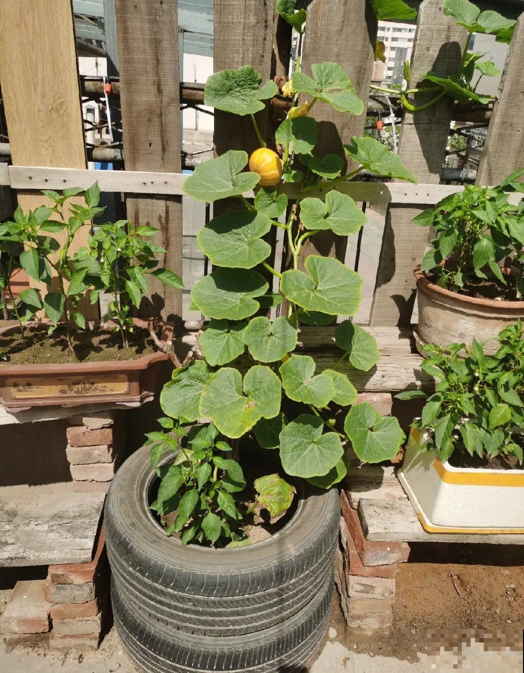 把菜种自家墙上,多得吃不完,太震撼 把菜种自家墙上,多得吃不完,太震撼