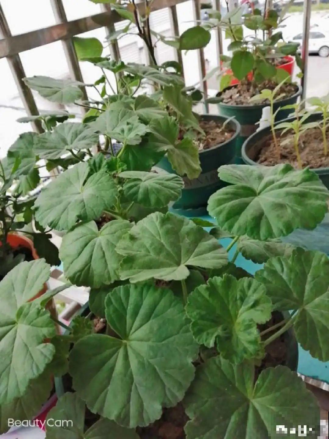 9月施肥季,这花赶紧贴秋膘,才能爆开花! 9月施肥季,这花赶紧贴秋膘,才能爆开花!