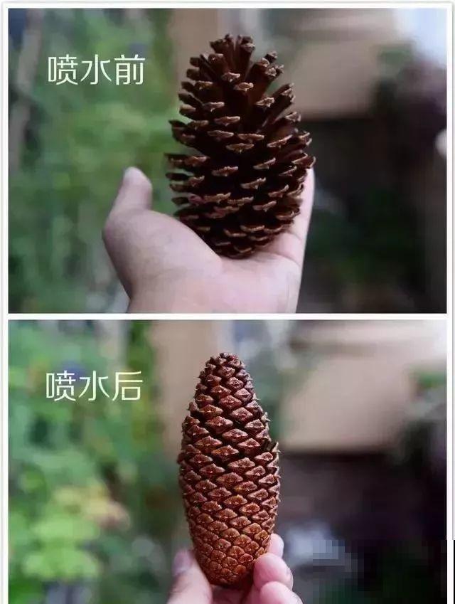 西红柿、玉米……埋土里，7天长成小森林，结出果子一大筐！