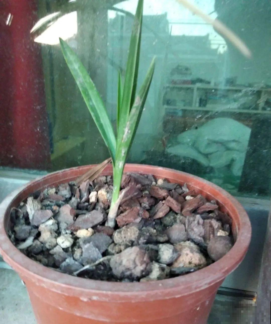 龟背竹长出长鞭子，连着茎一块砍下来，种土里就能活