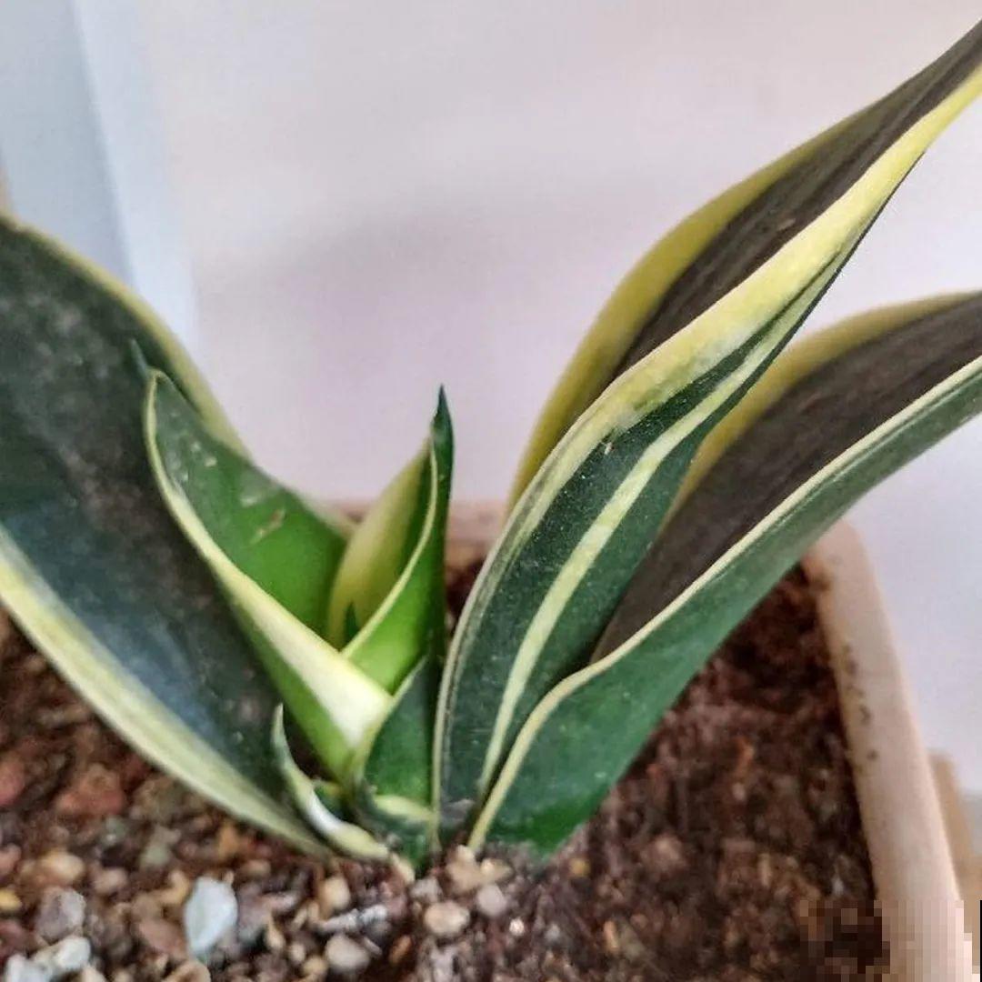 这花千万别换盆，小心一换就死！