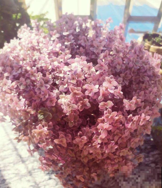 5种网红植物，叶子粉粉嫩嫩，耐阴又好养！