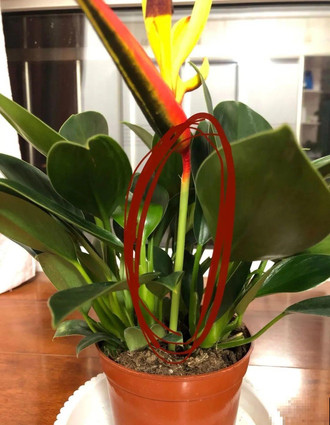 花盆里插朵花,装成天堂鸟,谁买谁上当 花盆里插朵花,装成天堂鸟,谁买谁上当