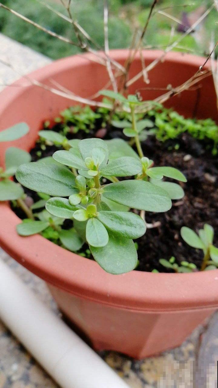 不起眼的马齿苋,营养又美味,它的功效你可能还不知道 不起眼的马齿苋,营养又美味,它的功效你可能还不知道