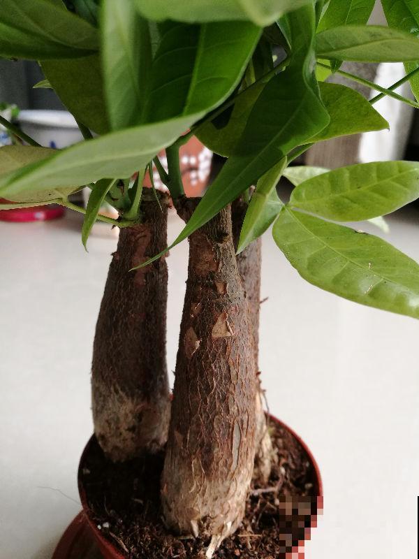 养花常见的4个病症，一招就好使，赶紧学起来