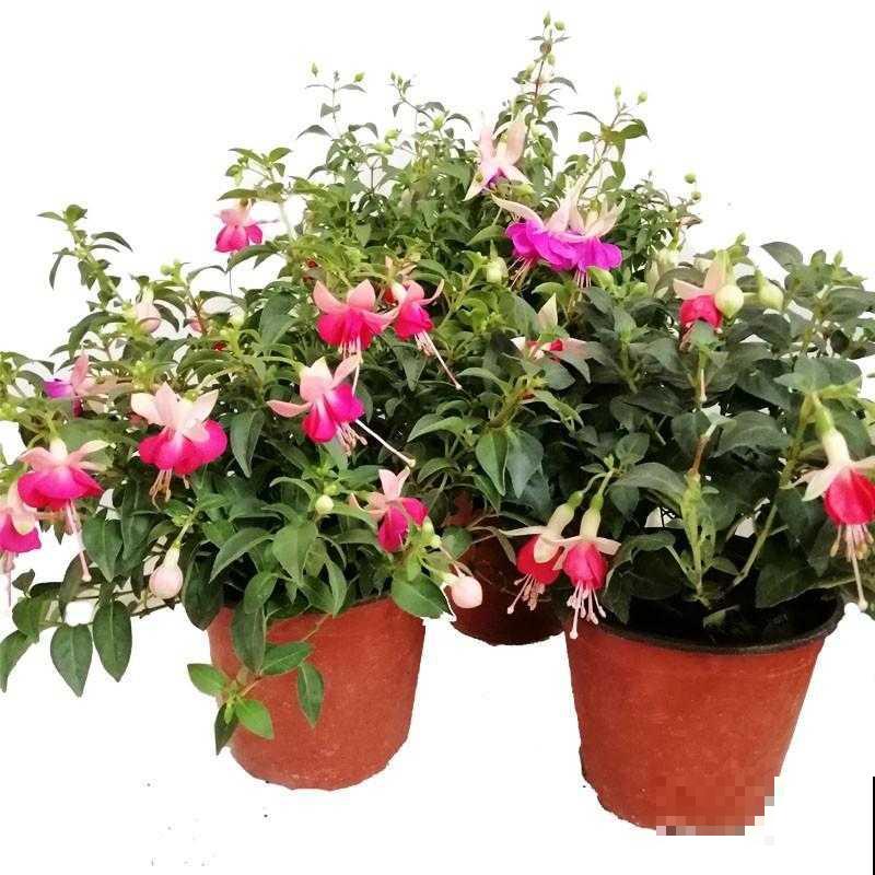 这些花马上就苏醒了,赶紧一瓢水浇透,个子立马蹿一截! 这些花马上就苏醒了,赶紧一瓢水浇透,个子立马蹿一截!