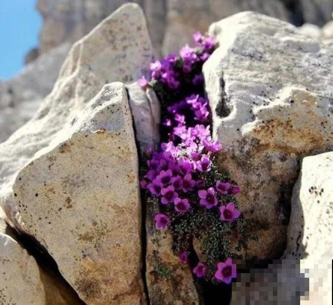 石缝间开出来的花,一点土都没有,生命力太强悍! 石缝间开出来的花,一点土都没有,生命力太强悍!