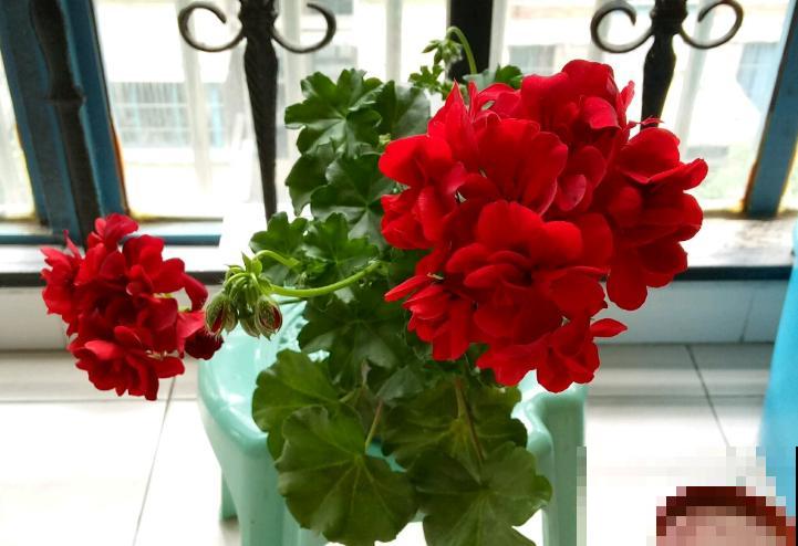 天竺葵最美的20个品种,不养一盆,对不起自己! 天竺葵最美的20个品种,不养一盆,对不起自己!