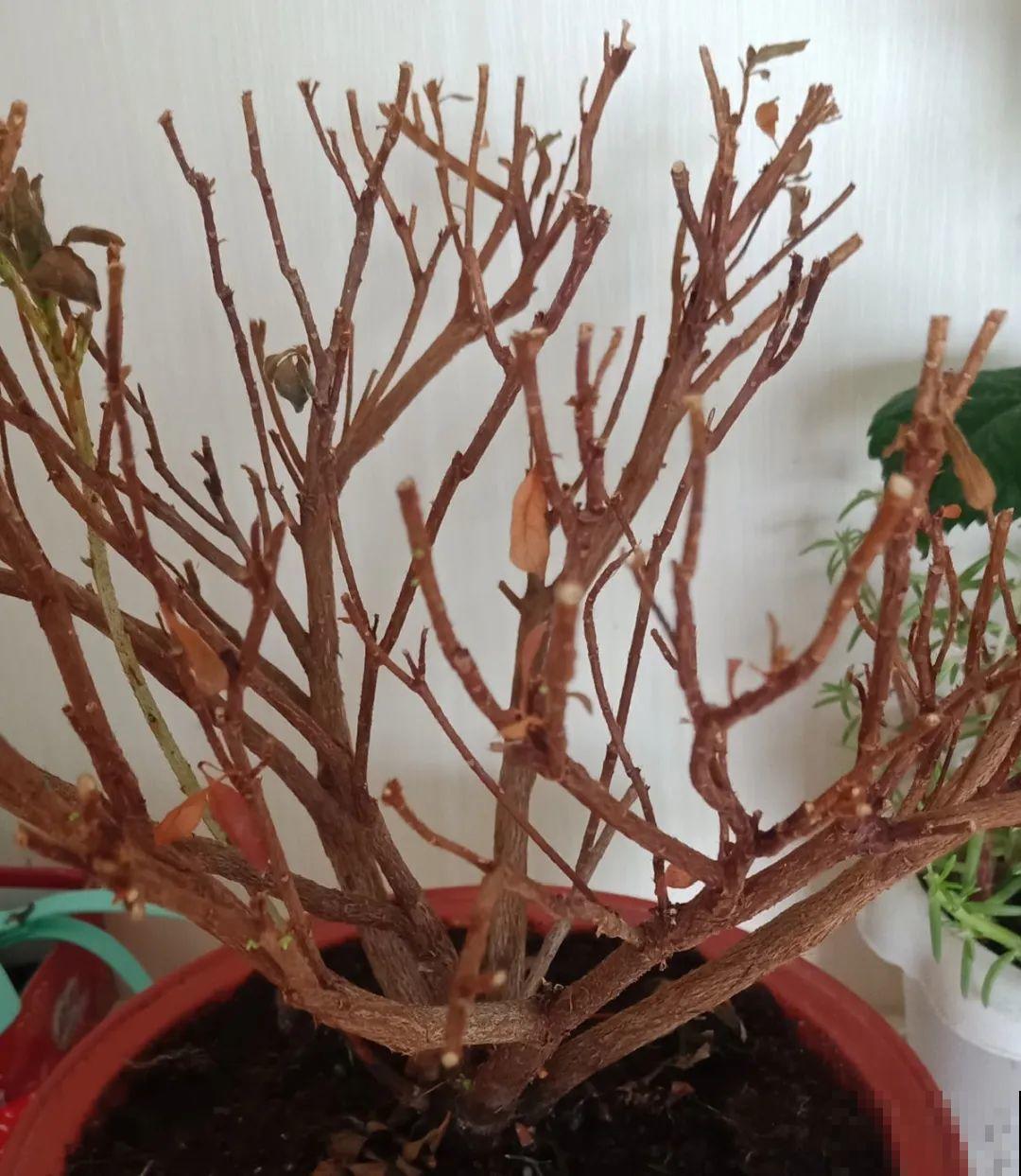 公认难养的花,养一盆死一盆,从来没有养活过! 公认难养的花,养一盆死一盆,从来没有养活过!