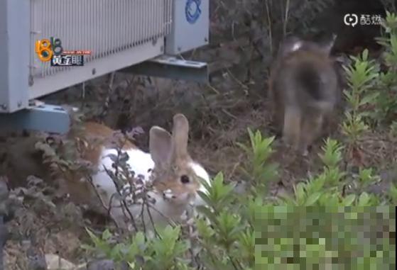 重庆一家企业,楼顶用来种菜养花,佩服! 重庆一家企业,楼顶用来种菜养花,佩服!