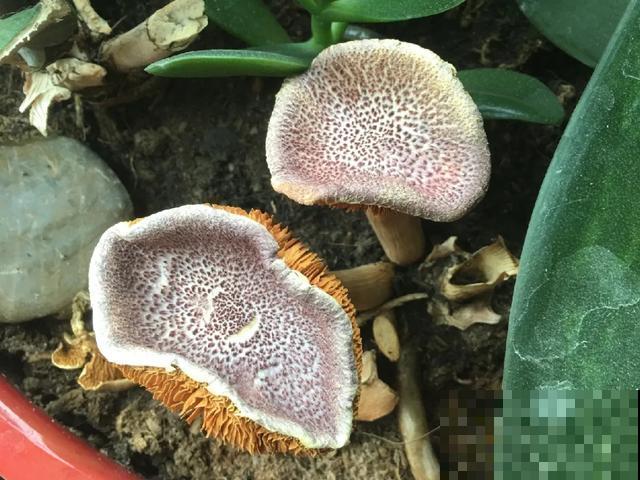 20种毒蘑菇，遇到千万别碰，贪吃必送医院！