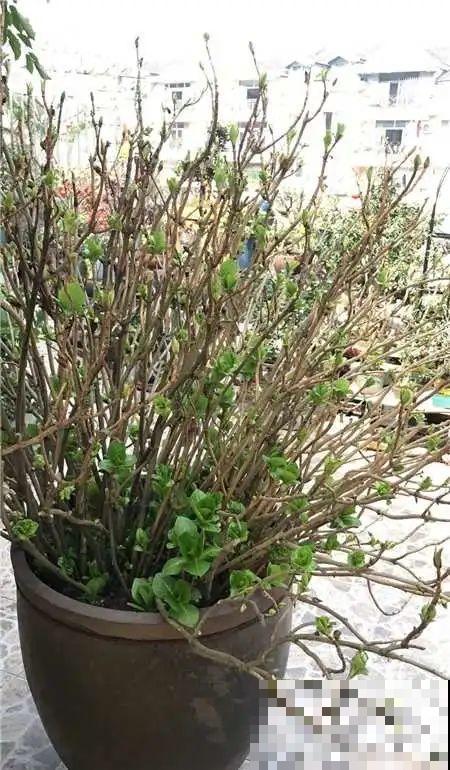 捡了3个大水缸，种上这几种花，放门口太霸气了！