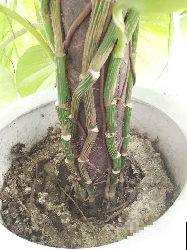 都说这花很好养,为啥还是养死了?就是因为管不住手! 都说这花很好养,为啥还是养死了?就是因为管不住手!