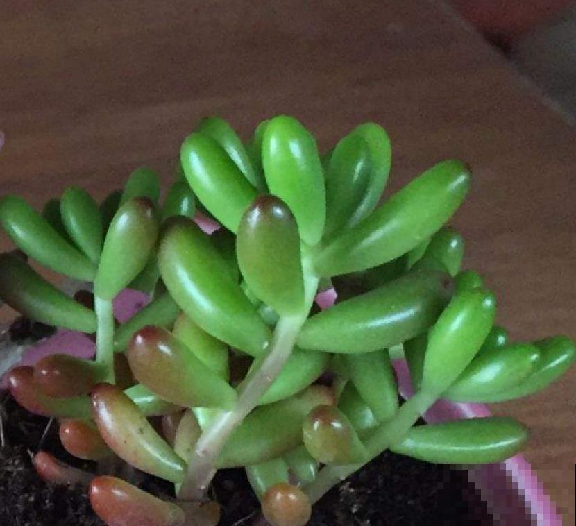 彩虹之玉这么养,肉嘟嘟,肥嫩嫩,红彤彤! 彩虹之玉这么养,肉嘟嘟,肥嫩嫩,红彤彤!