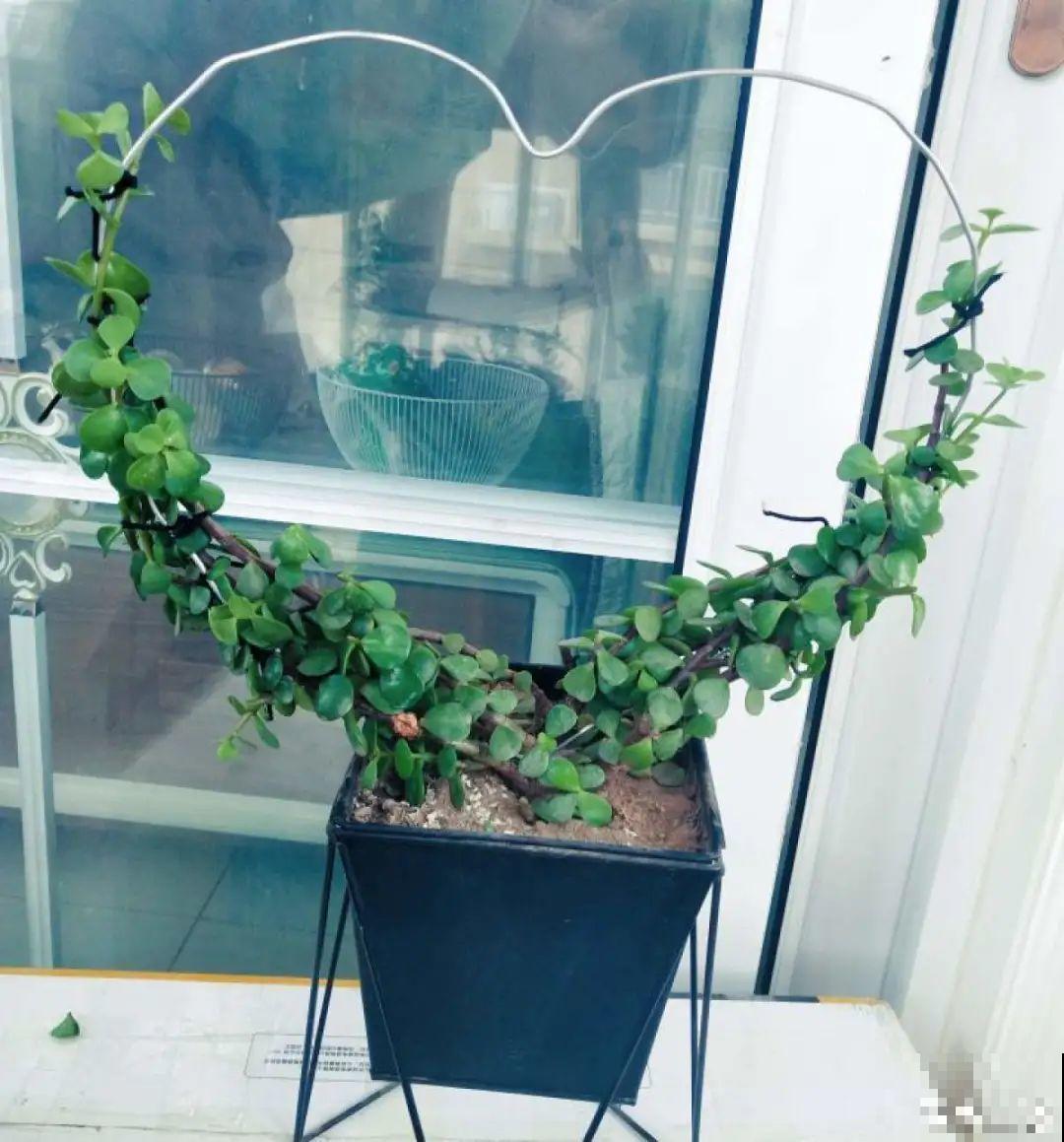 8根筷子绑一起,2个月变老桩,让你爱不释手! 8根筷子绑一起,2个月变老桩,让你爱不释手!