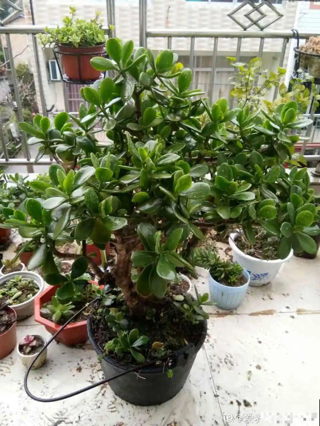 秋凉容易生虫子，月季招来害虫，必须赶紧换盆