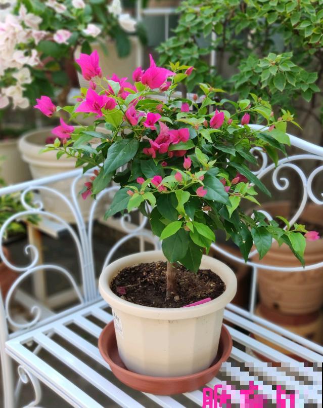 20平的小楼顶，养了100多盆三角梅，花团锦簇美不胜收！