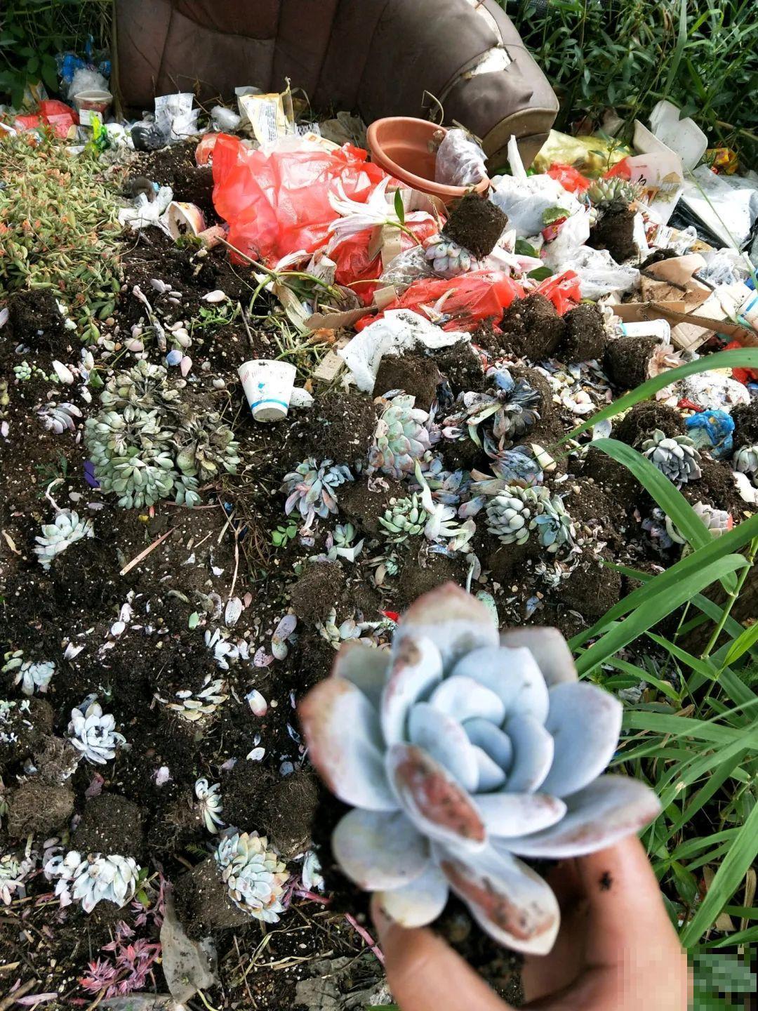 花堆成山,捡到手软,大麻袋都装不下了! 花堆成山,捡到手软,大麻袋都装不下了!