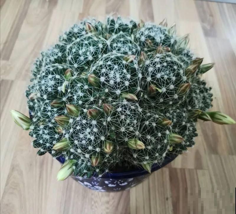 都说这花很好养,为啥还是养死了?就是因为管不住手! 都说这花很好养,为啥还是养死了?就是因为管不住手!