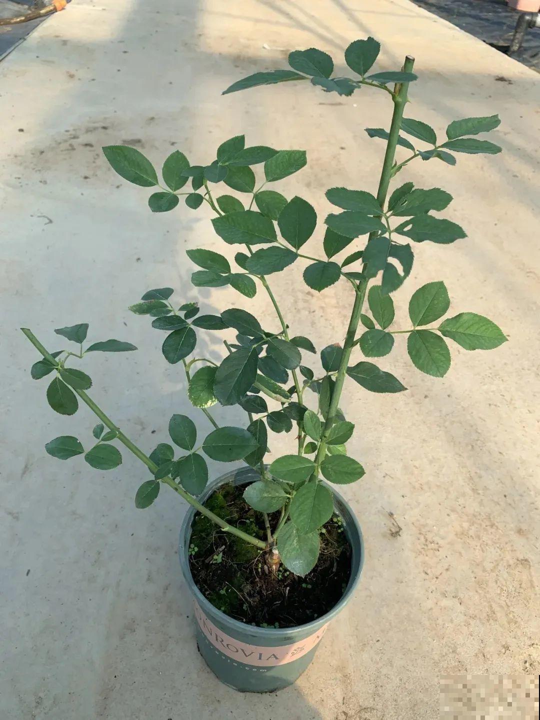 养月季会上瘾,尤其是这9种,秋天长出大花苞 养月季会上瘾,尤其是这9种,秋天长出大花苞