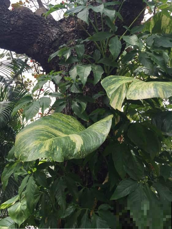 绿萝养久了,居然变成了龟背竹,还开背了? 绿萝养久了,居然变成了龟背竹,还开背了?