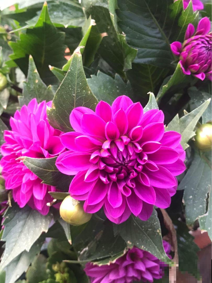 秋季养花大合集，30种花，你想要的我全有！