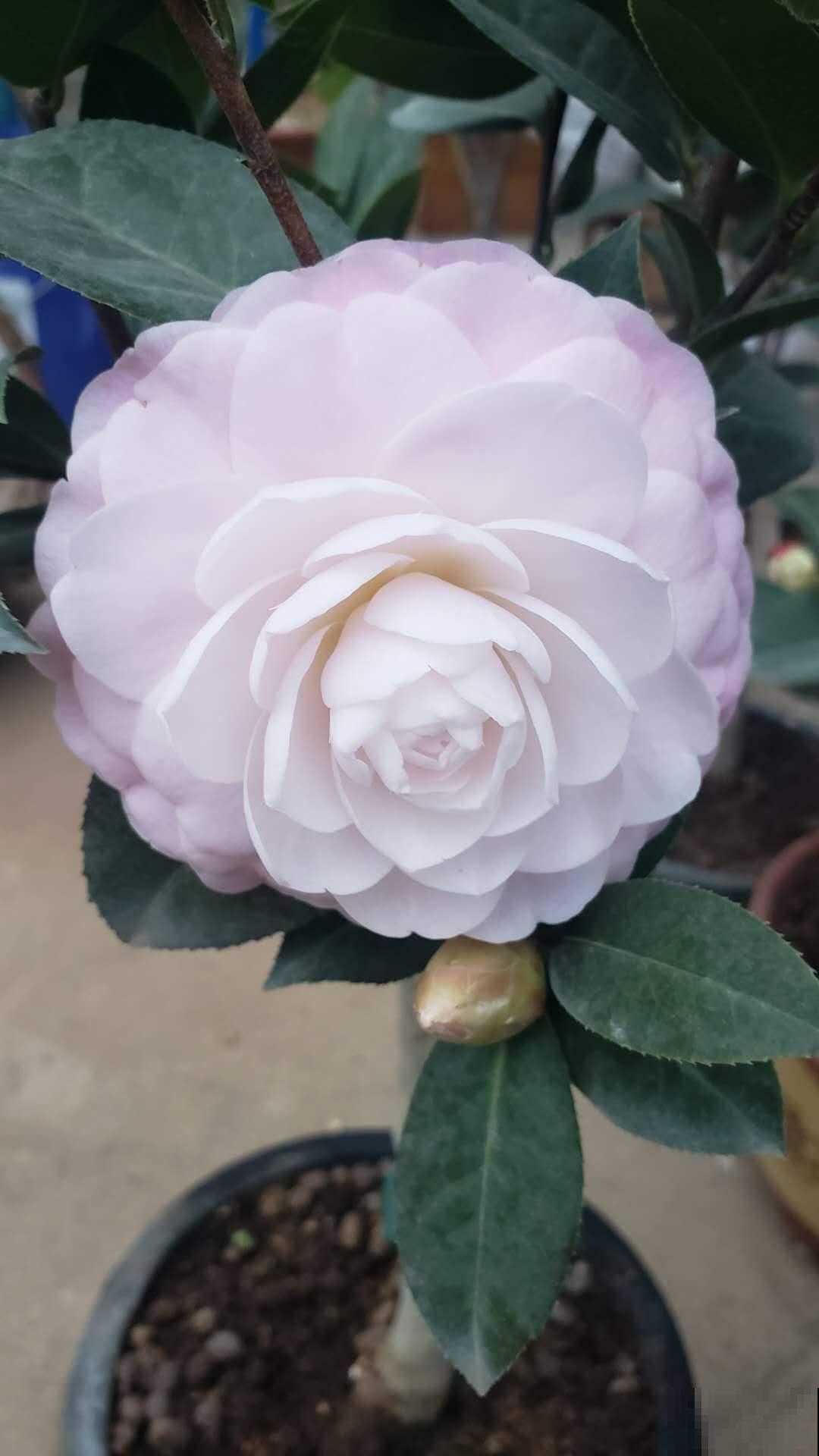 不怕淋雨的5种花,不娇气,淋一次长一茬! 不怕淋雨的5种花,不娇气,淋一次长一茬!