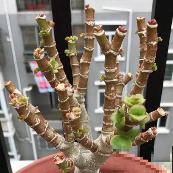 20种花,天凉了赶紧剪,来年开花有多又艳! 20种花,天凉了赶紧剪,来年开花有多又艳!