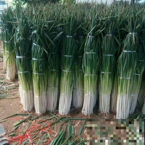 农村大姐，种出1.5米大冬瓜，我看谁还敢说矮！