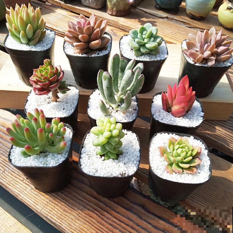 多肉养胖攻略,3步变成肉墩子,一个月就有效! 多肉养胖攻略,3步变成肉墩子,一个月就有效!