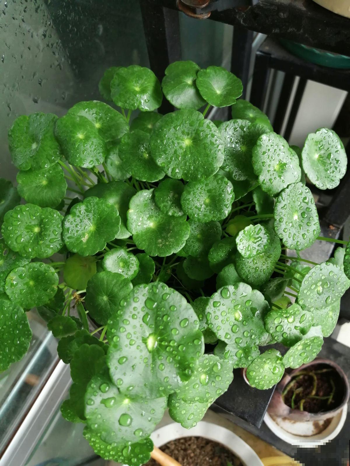 立秋养花,3个坑别踩,不然花全死了 立秋养花,3个坑别踩,不然花全死了