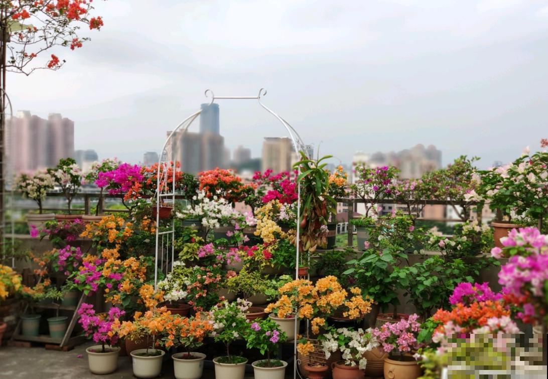 20平的小楼顶，养了100多盆三角梅，花团锦簇美不胜收！