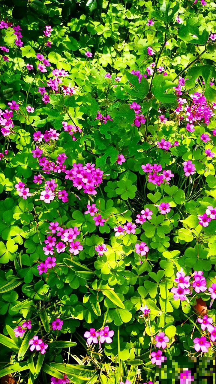 一把小球种盆里,呼呼爆开花,原来是酢浆草 一把小球种盆里,呼呼爆开花,原来是酢浆草