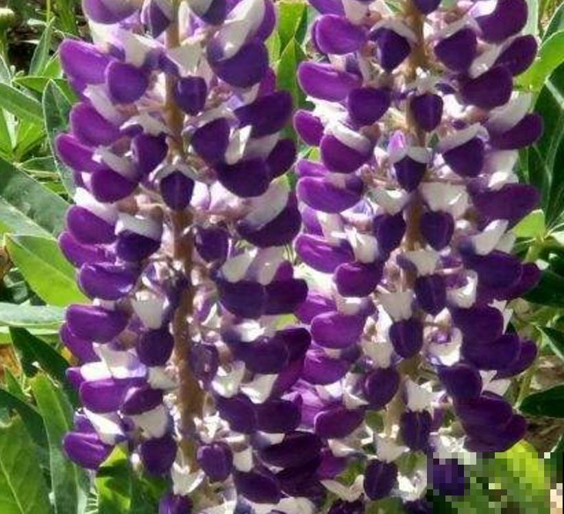 童年回忆羽扇豆,别说不认识,养盆送给妈! 童年回忆羽扇豆,别说不认识,养盆送给妈!