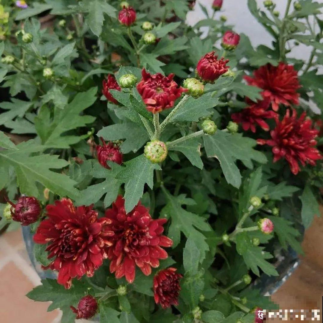 11种花,下个月就开花,现在养护是关键! 11种花,下个月就开花,现在养护是关键!