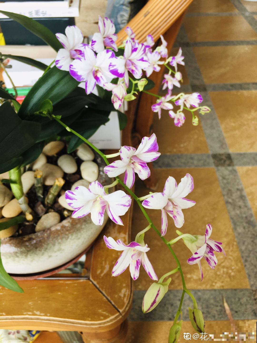 6种花开花就像假的,花期还特长,凑近一看才能辨别 6种花开花就像假的,花期还特长,凑近一看才能辨别