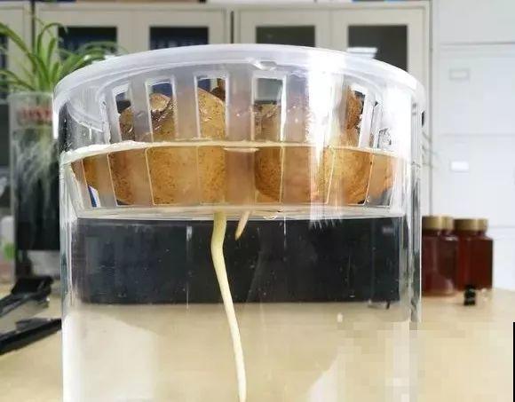 龟背竹长出长鞭子，连着茎一块砍下来，种土里就能活