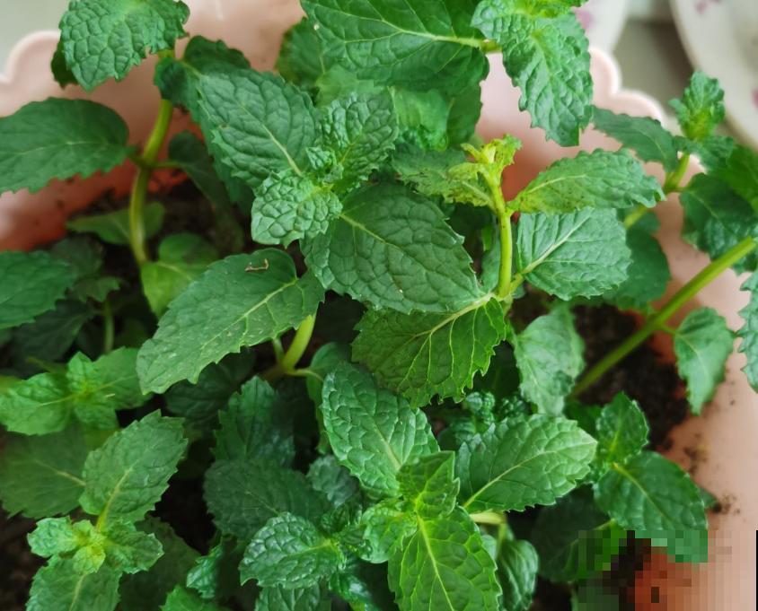 这4种花就是大水缸，越浇水越疯长，一缺水就枯了！