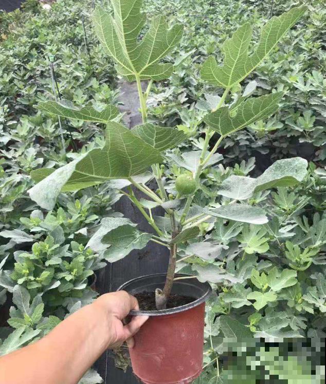 5种水果盆栽，秋天种刚好，果子能结一大片！