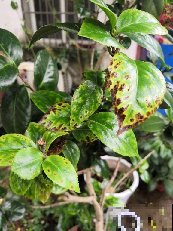 养花常见的4个病症，一招就好使，赶紧学起来