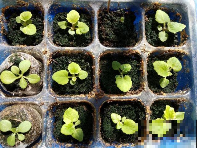 5种花，只能秋天播种，苗壮开花多！