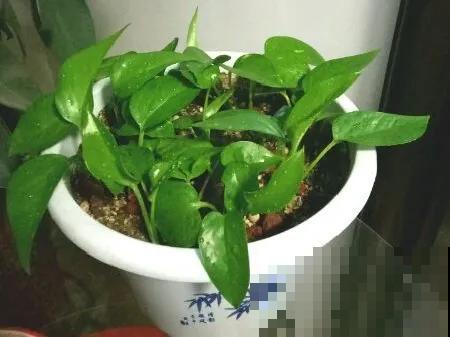 8种花换盆,换好了生一堆,换错立马死! 8种花换盆,换好了生一堆,换错立马死!